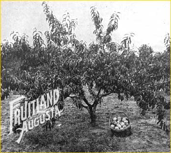 Georgia Peaches on Fruitland Nurseries
